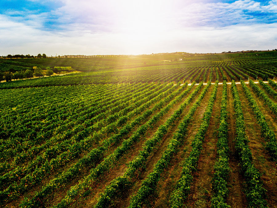 Buy No Fixed Address Sauvignon Blanc 2024 in Perth