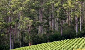 picture of 10 CHAINS vineyard, Pemberton Wine Region. Order wine online Perth