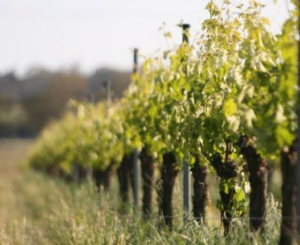 picture of wavelength sauvignon blanc vines. Perth wine delivery 