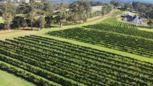 castelli estate vineyards, denmark, western australia. 