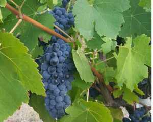 picture of plume estate durif wine. Perth hills wine region. Perth wine delivery