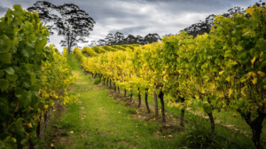 picture of rockcliffe winery, western australia. Rockcliffe wine delivery perth