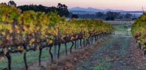 Duke's Vineyard, with the porongurup mountains in the background.