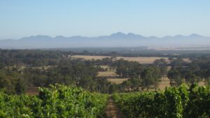 Picture of Mount Trio Vineyard, Great Southern Wine Region, Western Australia. Mount Trio wine delivery Perth.
