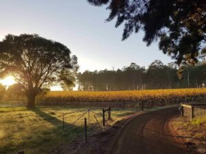 below and above vineyard,pemberton, western australia. Driveway entrance next to the vines