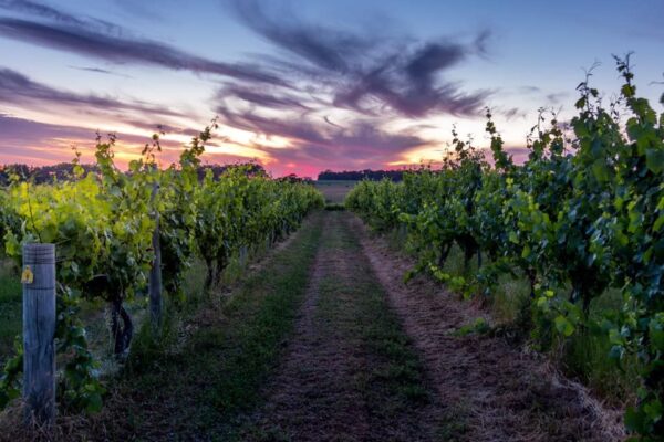 picture of juniper estate vineyard, margaret river. Wineries down south