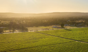 sunrise over nikola estate winery, swan valley, western australia. Perth wines delivered