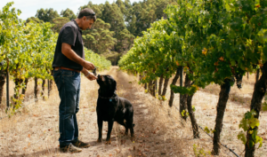 peos estate vineyard, mankimup. Owner and his dog in the vines.