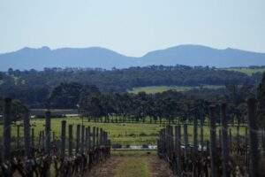 wignalls vineyard in albany,western australia. 