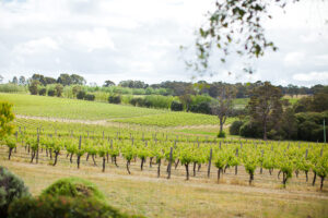 vineyards in hills at deep woods estate, margaret river wine region of western australia.