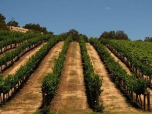 vineyard at bindoon estate winery, bindoon, western australia