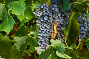 margaret river vineyard growing cabernet sauvignon
