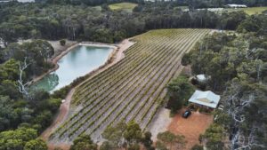 the vineyard of montague estate in margaret river. Lake on the left hand side