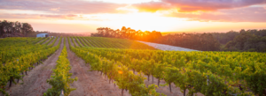 sun setting over the peccavi vineyard in margaret river