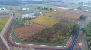 vertical shot looking down at the picardy vineyard layout.