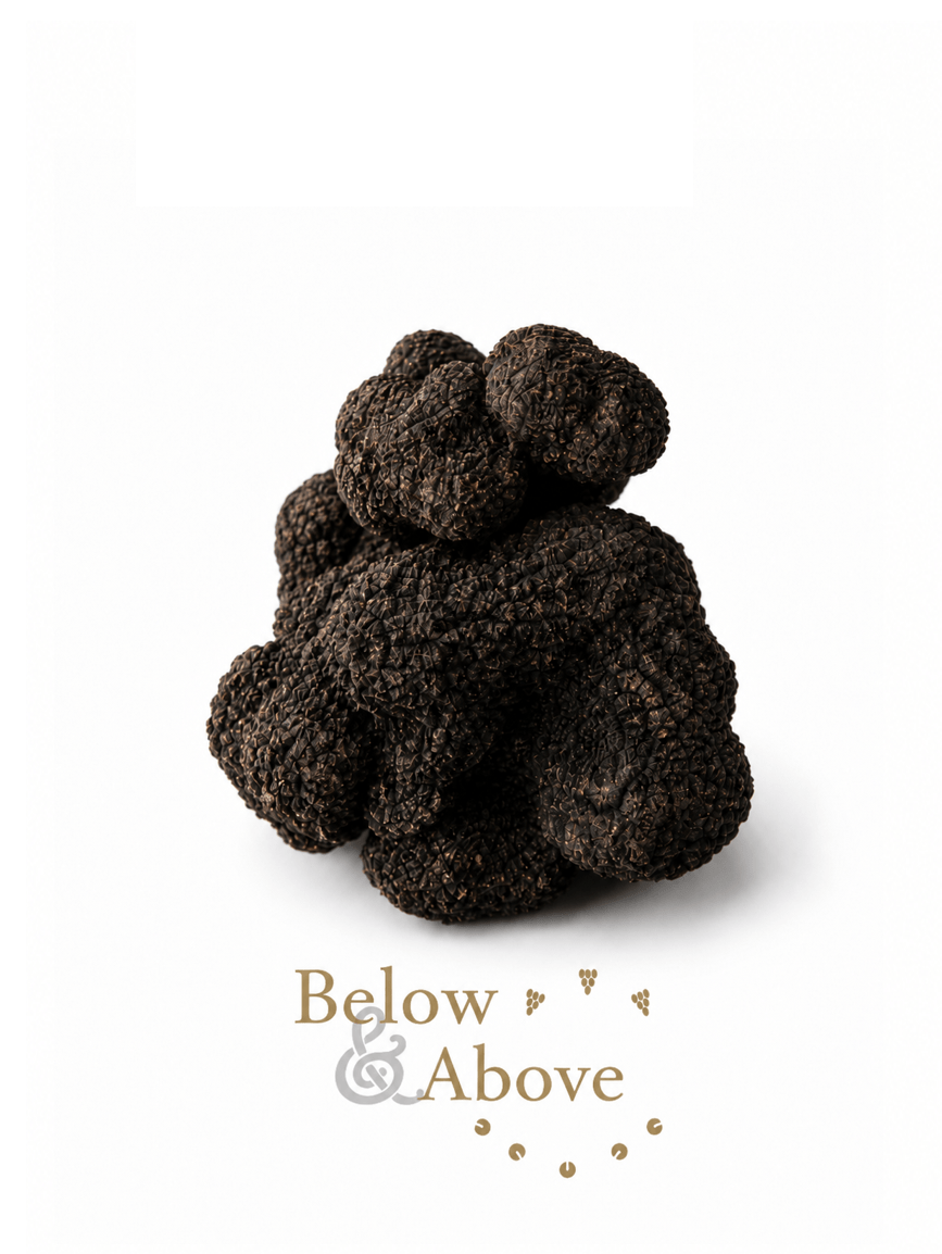 Below & Above truffles